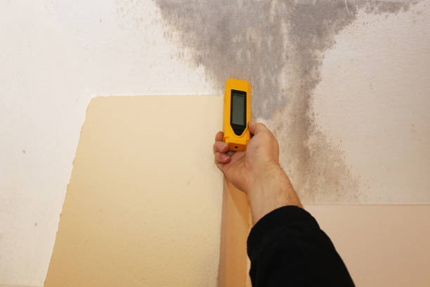 Forensic Mold Investigation in Kalispell, MT