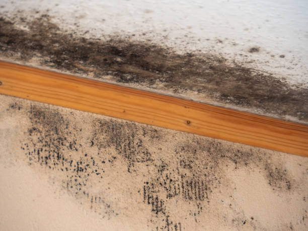 Kalispell, MT Mold Removal Company